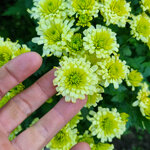 chrysanthemum-decca-green