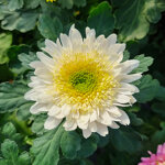 chrysanthemum-rosela-white