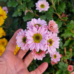 chrysanthemum-00923