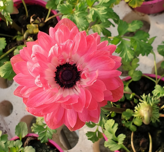 20210604_112610 (1).jpeg