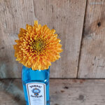 chrysanthemum-willem-orange