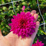 chrysanthemum-exopolis