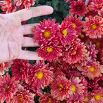 chrysanthemum-armellini