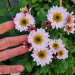 chrysanthemum-01423