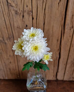 chrysanthemum-bonita-white