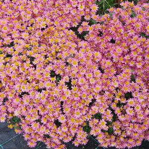 chrysanthemum-pacificum-bellania-bengo-rosa