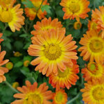 chrysanthemum-dernier-soleil