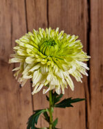 chrysanthemum-alvera