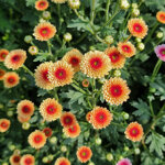 chrysanthemum-calimero-apricot