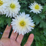 chrysanthemum-schneesturm