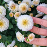 chrysanthemum-white-bouquet