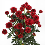 chrysanthemum-calimero-red