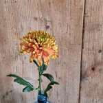 chrysanthemum-rossano-elizabeth