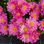 chrysanthemum-00323