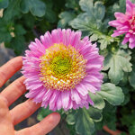 chrysanthemum-rosela-pink