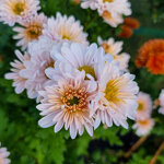 chrysanthemum-00523