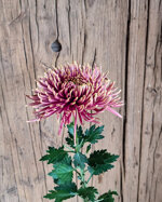 chrysanthemum-baltazar-flame