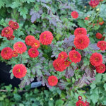 chrysanthemum-julie-lagravre