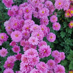 chrysanthemum-schweizerland