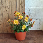 chrysanthemum-vinca