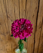 chrysanthemum-jaguar-purple