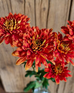 chrysanthemum-bartoli