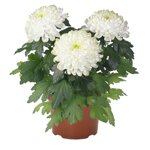 chrysanthemum-cosmo-fresh-lime