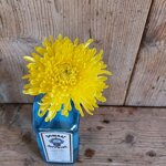 chrysanthemum-aleksandrov