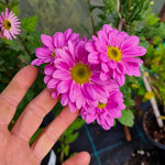 chrysanthemum-01723