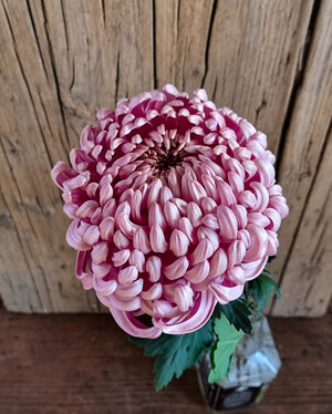 chrysanthemum-vienna-pink