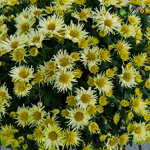 chrysanthemum-tardo-anise