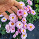 chrysanthemum-anjas-bouquet