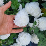 chrysanthemum-morifolium-flore-pleno