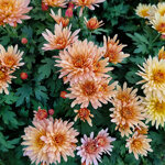 chrysanthemum-sweety-salmon