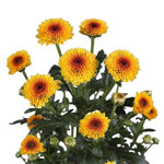 chrysanthemum-calimero-shiny