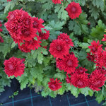 chrysanthemum-herbst-rubin