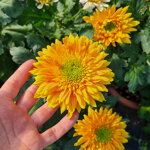 chrysanthemum-rosela-bronze
