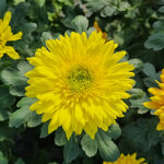 chrysanthemum-rosela-yellow