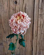 chrysanthemum-vienna-copper