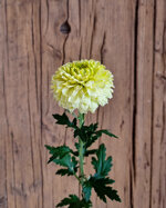 chrysanthemum-rubino