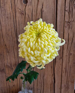 chrysanthemum-vienna-cream