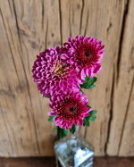 chrysanthemum-souvenir