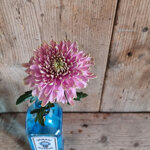 chrysanthemum-rossano-dark-charlotte