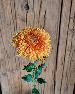 chrysanthemum-etrusko-orange