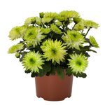 chrysanthemum-chrystal-sublime
