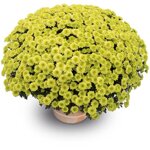 chrysanthemum-linky-vert