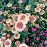 chrysanthemum-doria-cream