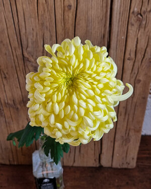 chrysanthemum-vienna-cream