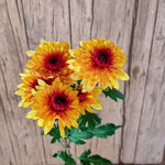 chrysanthemum-podolsk-yellow