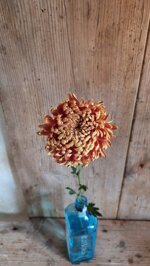 chrysanthemum-cruella